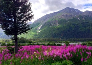 Location- Seward Alaska Home Staging