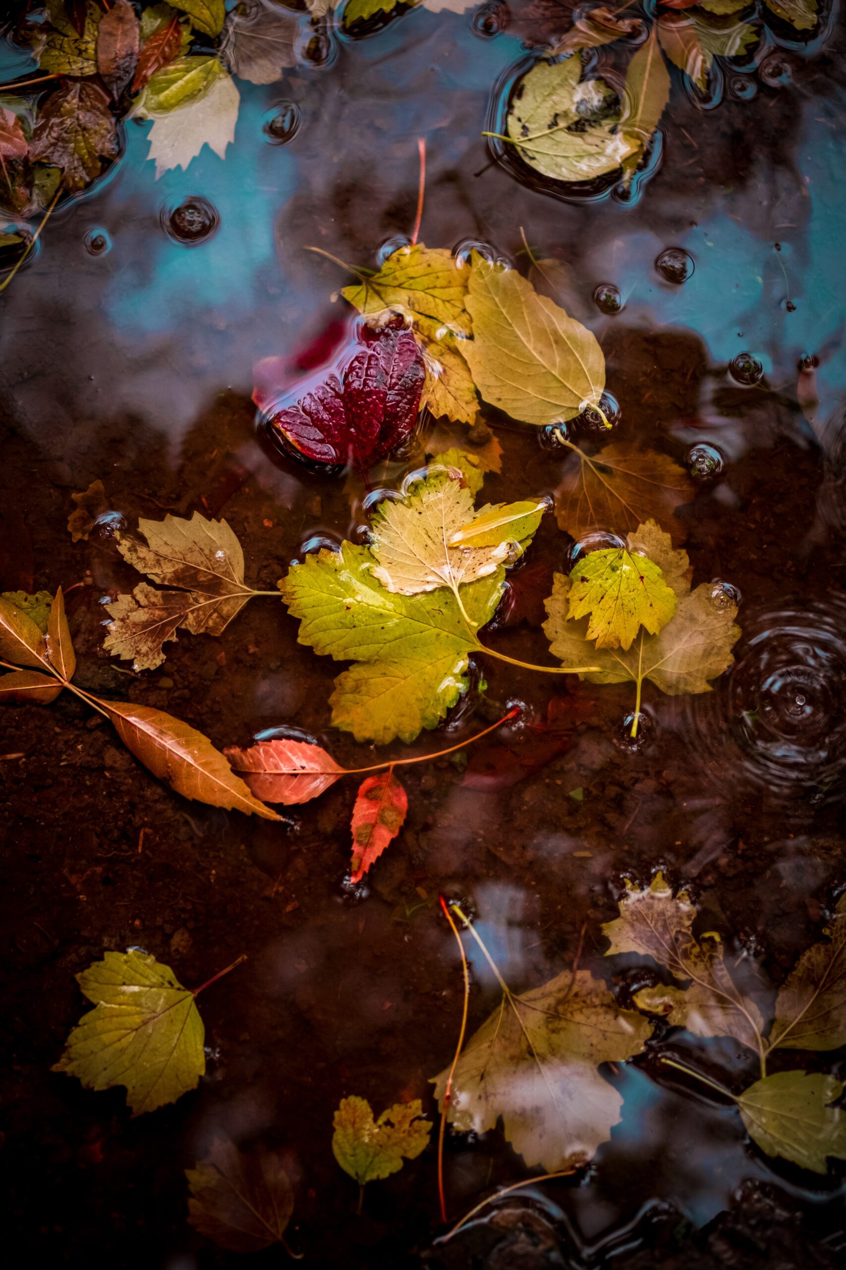 Three Reasons to Change Your Decor in the Fall. Photo by Omid Armin on Unsplash.