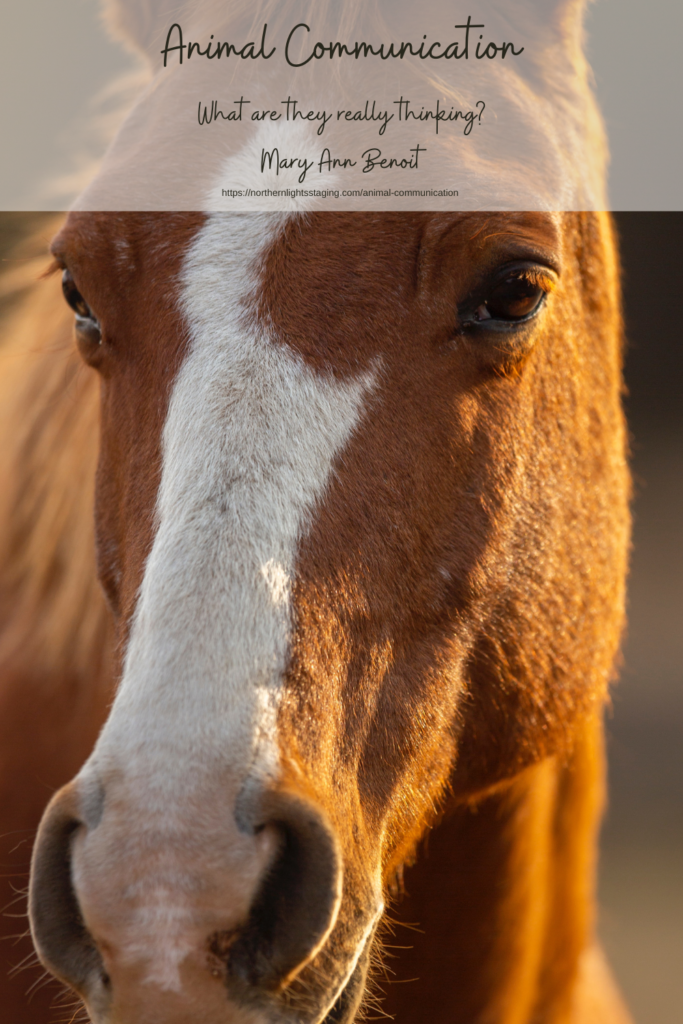 Animal Communication and Telepathy services by Mary Ann Benoit. Picture and online telepathy sessions.