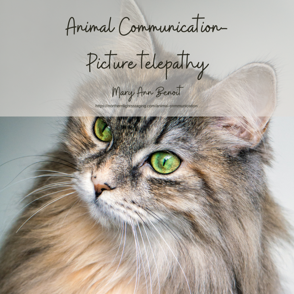 Animal Communication- Picture Telepathy with Mary Ann Benoit