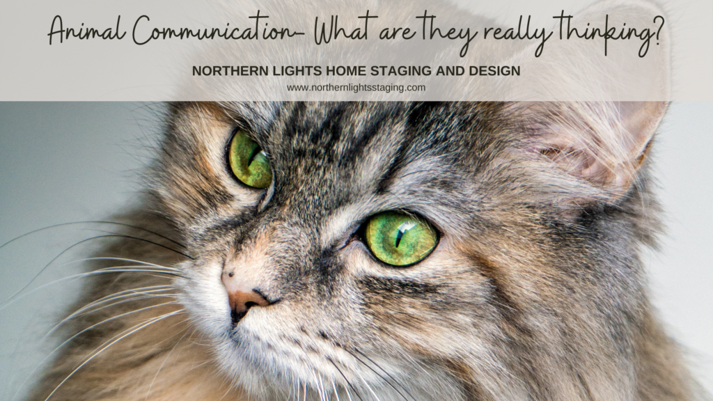Animal Communication- What are they really thinking?